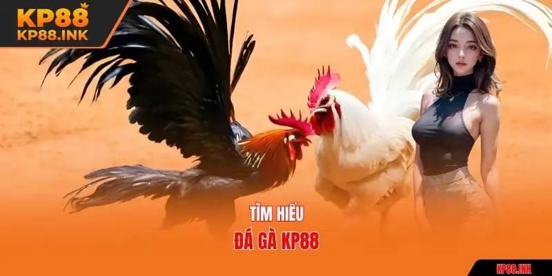 Tìm hiểu đá gà KP88